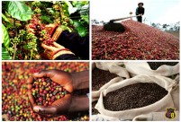 COFFEE MARKET: NOT WANT SALE, NOT NEED TO BUY