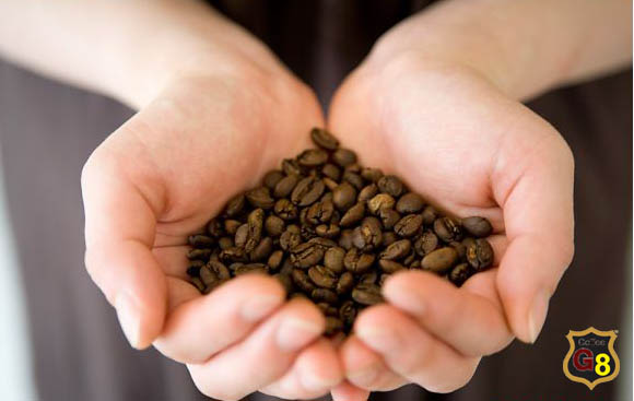 hạt cà phê sạch, Arabica 100% Cà phê hạt